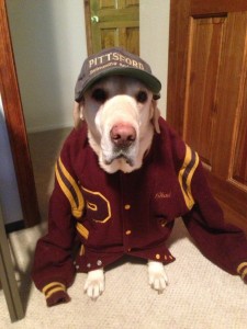 Dog in letter jacket