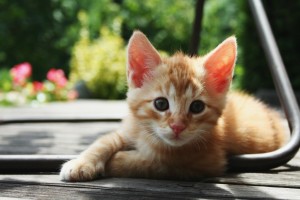 charter school kitten.