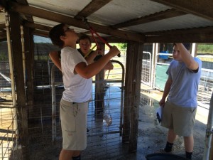 Glades Day School students ready hog pens.